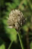 Allium schoenoprasum. Соплодие со зрелыми плодами. Санкт-Петербург, Кировский р-н, цветник на бульваре. 03.07.2026.