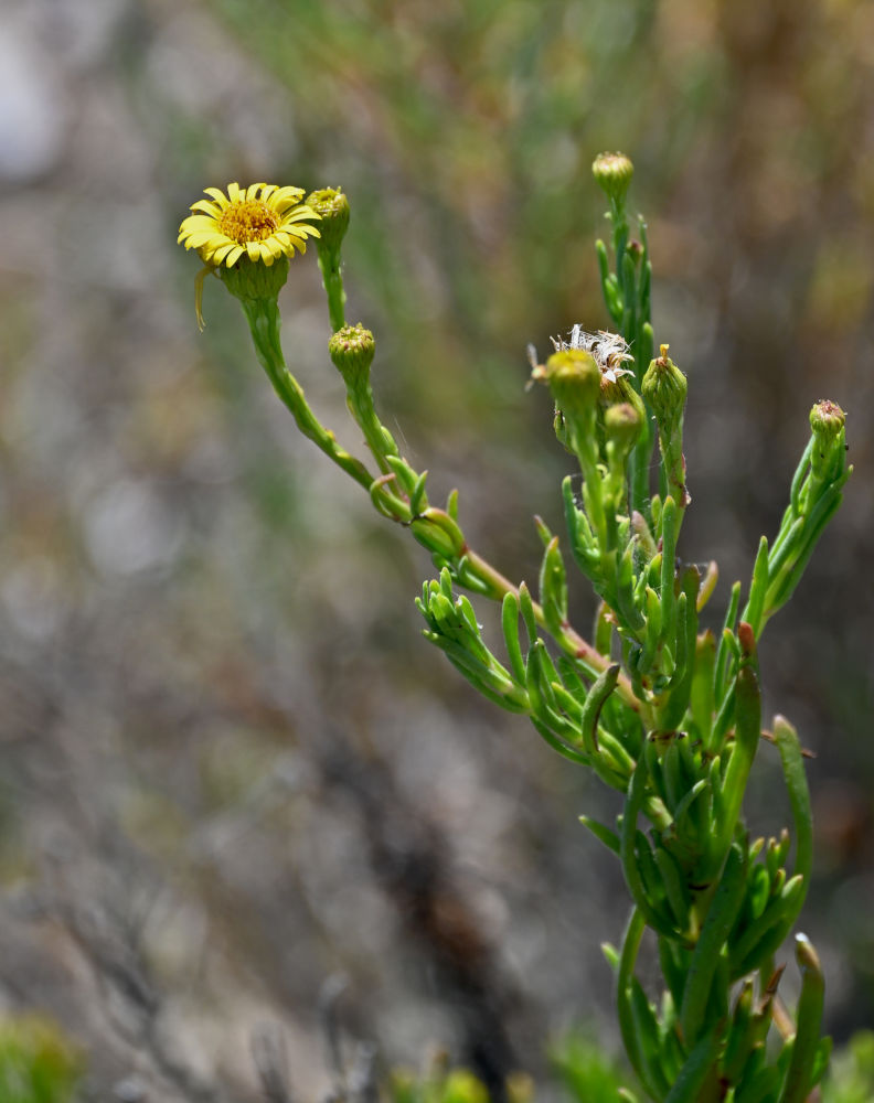 Image of Limbarda crithmoides specimen.