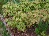 Epimedium rubrum. Цветущие растения. Архангельская обл., о. Большой Соловецкий, Соловецкий ботанический сад, огород лекарственных растений. 09.06.2026.