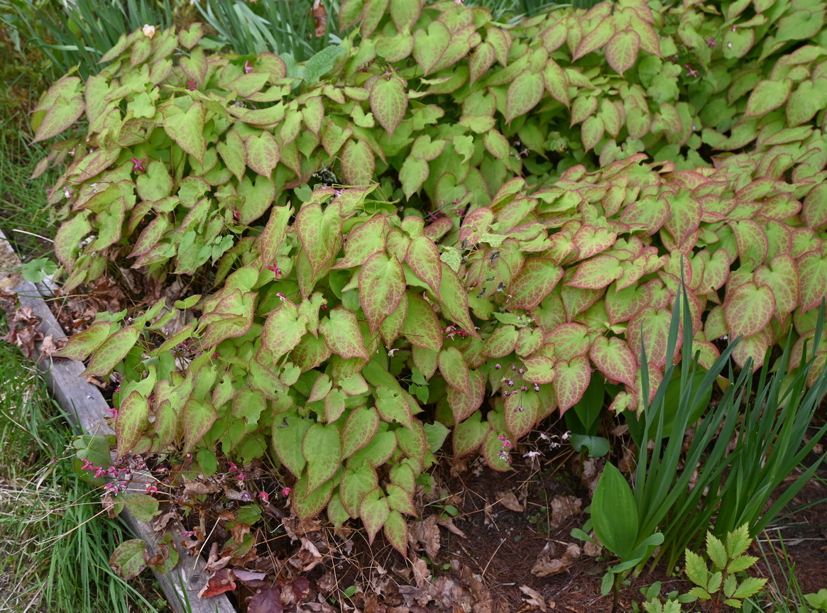 Изображение особи Epimedium rubrum.