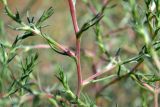 familia Chenopodiaceae. Средняя часть веточки. Астрахань, Советский р-н, ул. Адм. Нахимова, обочина пешеходной дорожки, сорное в сообществе с Atriplex и Camphorosma. 19.09.2026.
