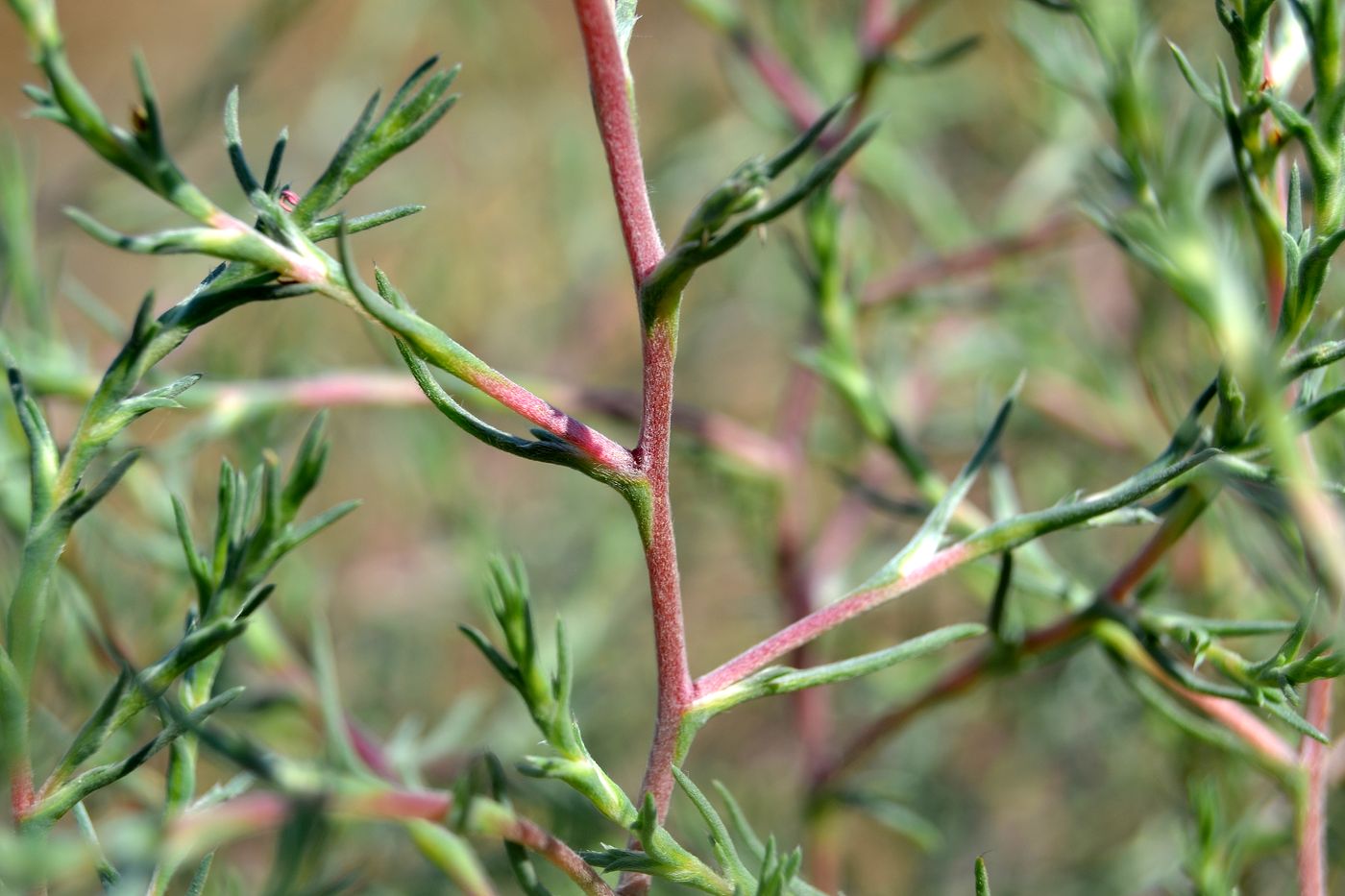 Image of familia Chenopodiaceae specimen.