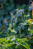 genus Mertensia. Цветущие растения. Хабаровский край, Охотский р-н, окр. горы Тумусах, 800 м н.у.м., щебёночная осыпь у горного озера. 25.08.2026.