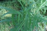 Sonchus palustris