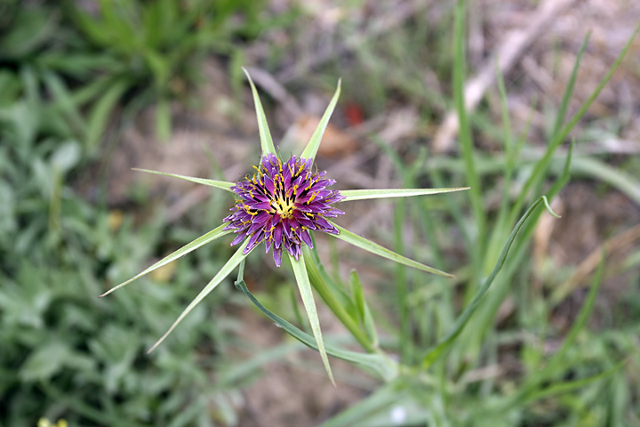 Image of Tragopogon porrifolius ssp. longirostris specimen.