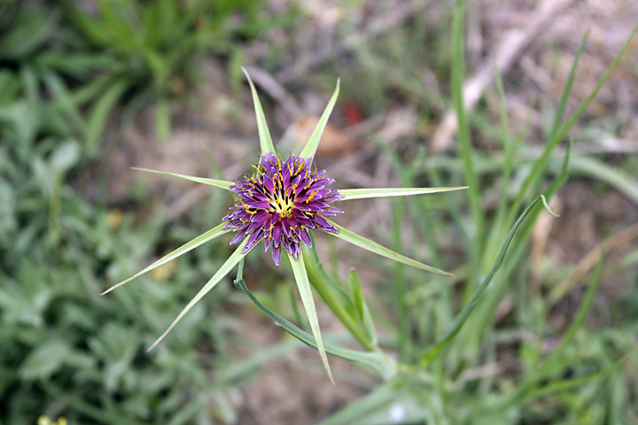 Изображение особи Tragopogon krascheninnikovii.