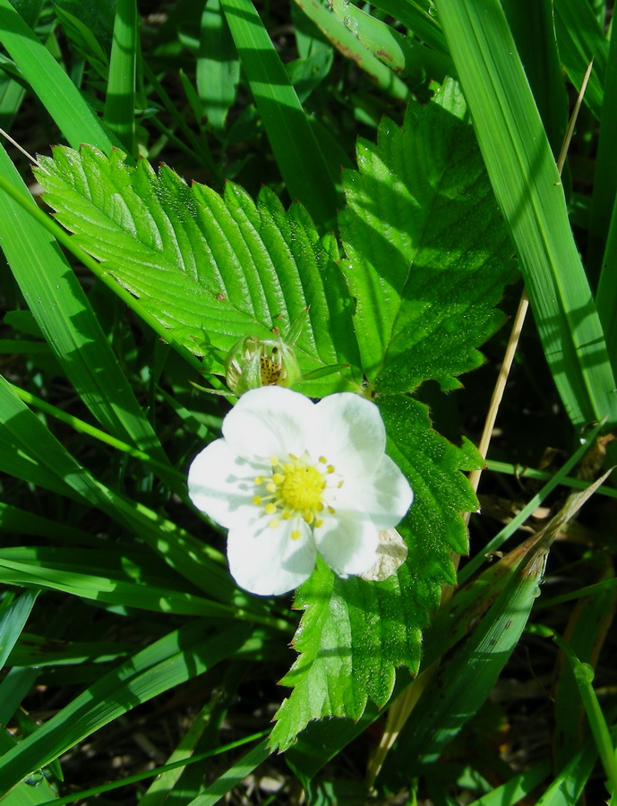 Изображение особи род Fragaria.