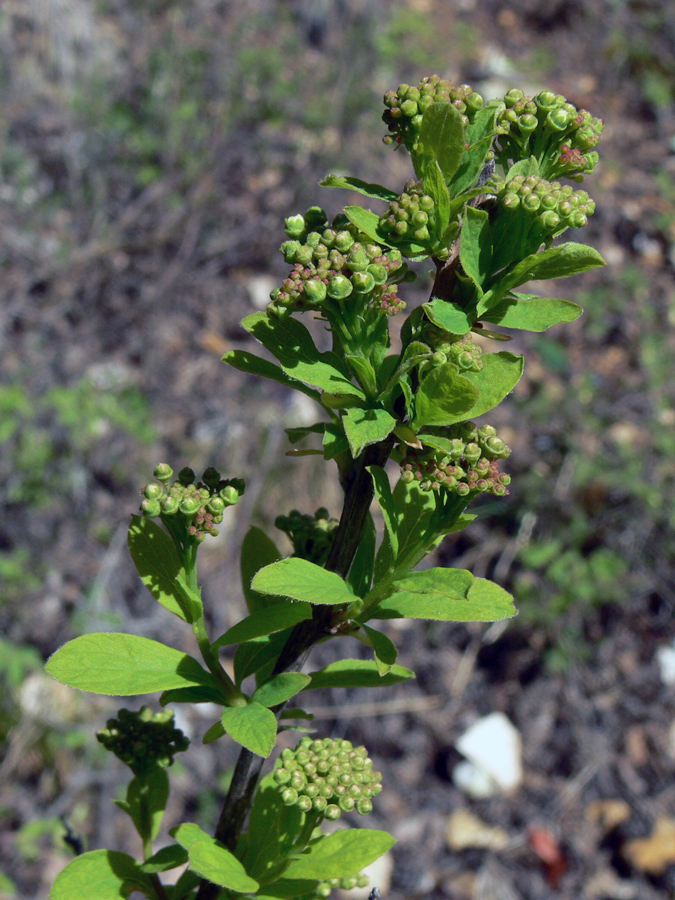 Image of Spiraea media specimen.