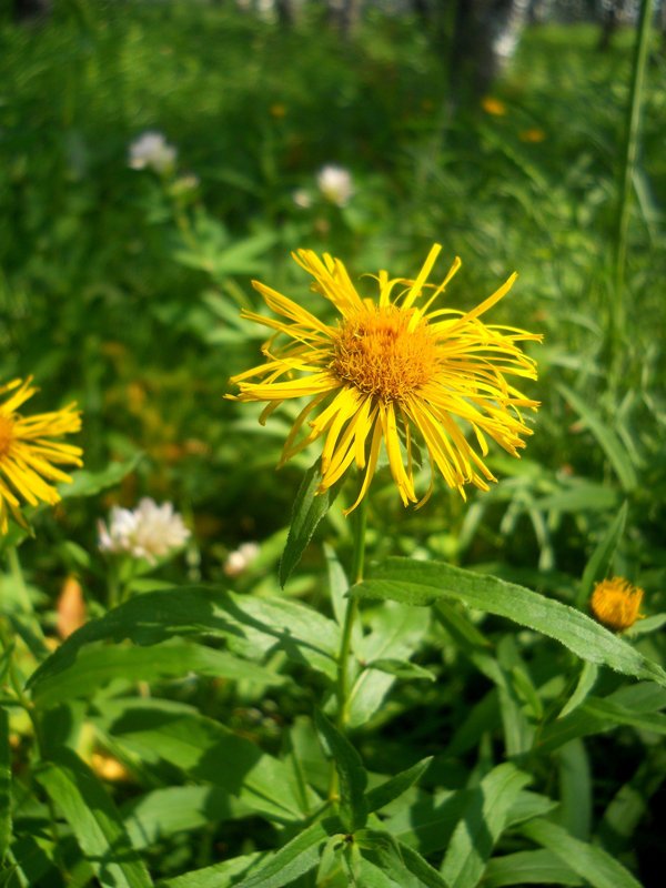 Image of Inula salicina specimen.