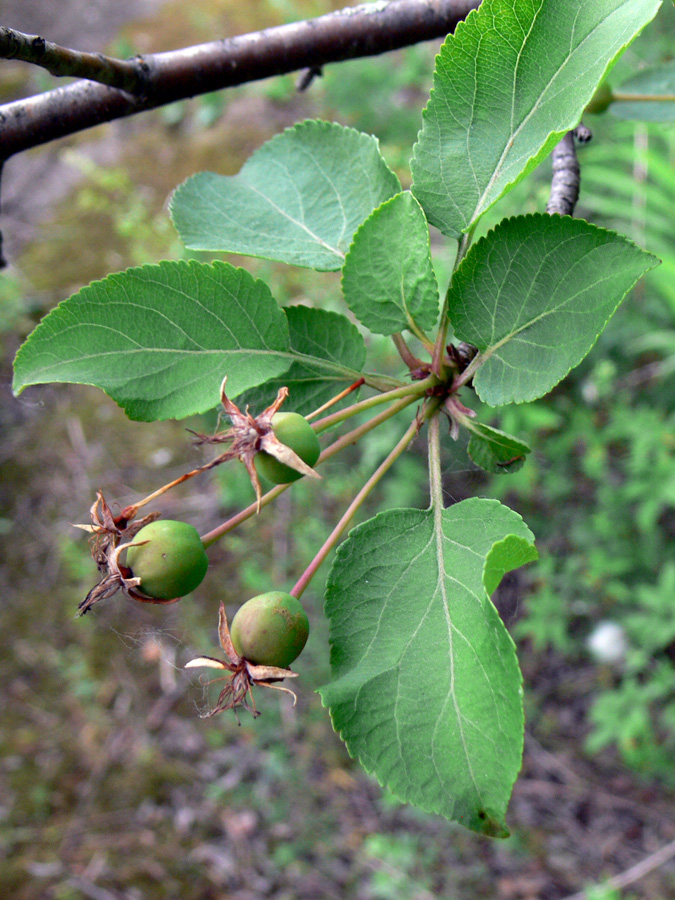 Image of Malus domestica ssp. cerasifera specimen.