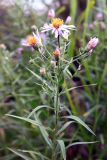 Galatella dahurica