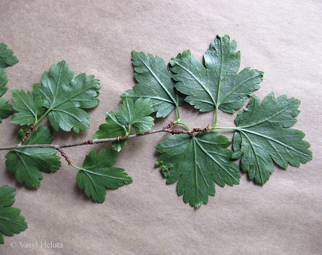 Image of Ribes lucidum specimen.