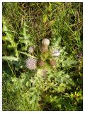 Cirsium roseolum