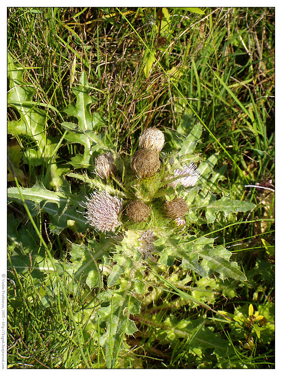 Image of Cirsium roseolum specimen.