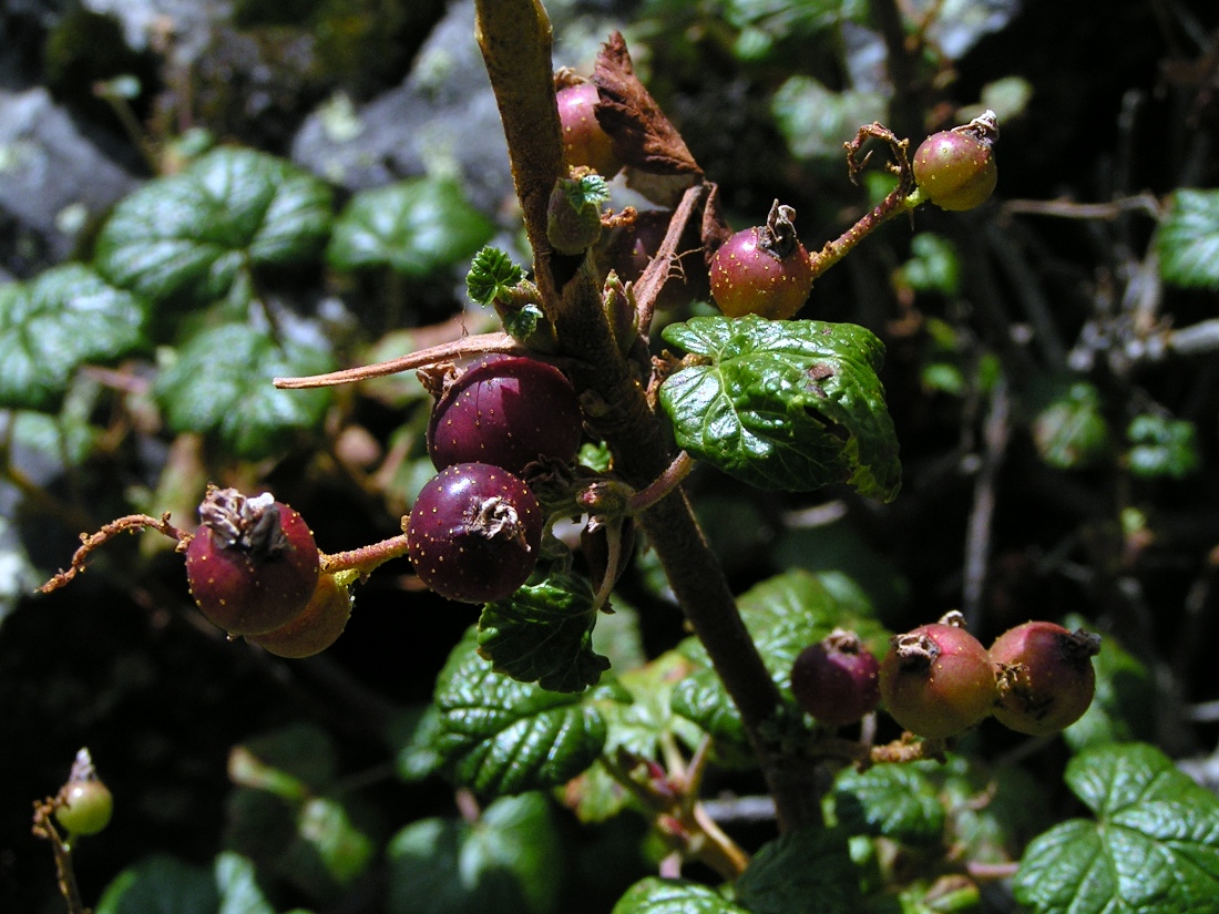 Image of Ribes graveolens specimen.