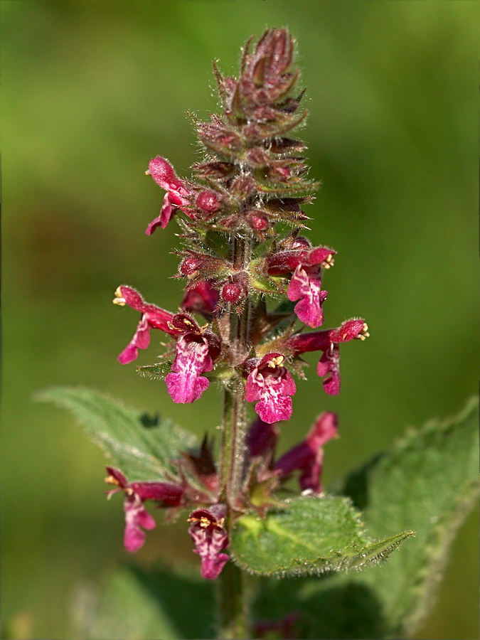 Image of Stachys sylvatica specimen.
