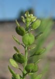 Lepidium densiflorum. Верхушка растения с цветками и плодами. Архангельская обл., Вельский р-н, окр. пос. Солгинский, у ж. д. 10.07.2011.
