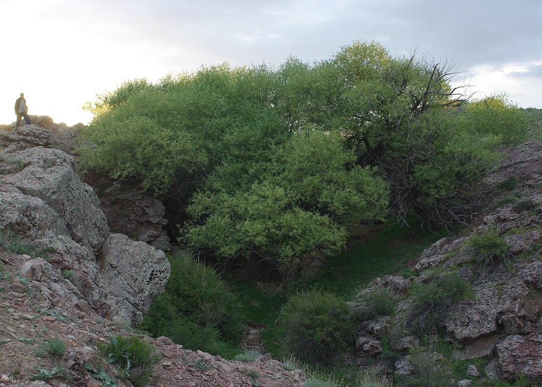 Image of Salix excelsa specimen.