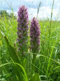 Dactylorhiza incarnata. Цветущие растения. Курская обл., Фатежский р-н, с. Игино, левобережная пойма р. Красавка. 14 июня 2007 г.