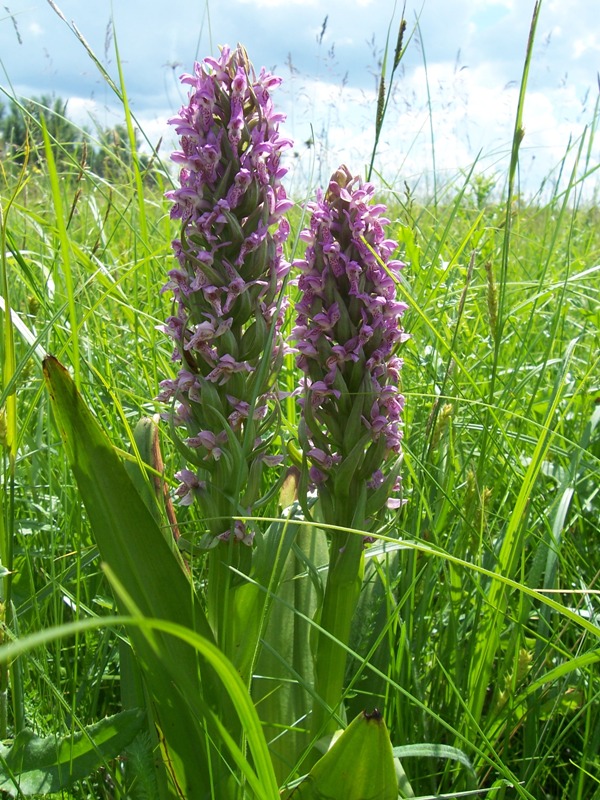 Изображение особи Dactylorhiza incarnata.