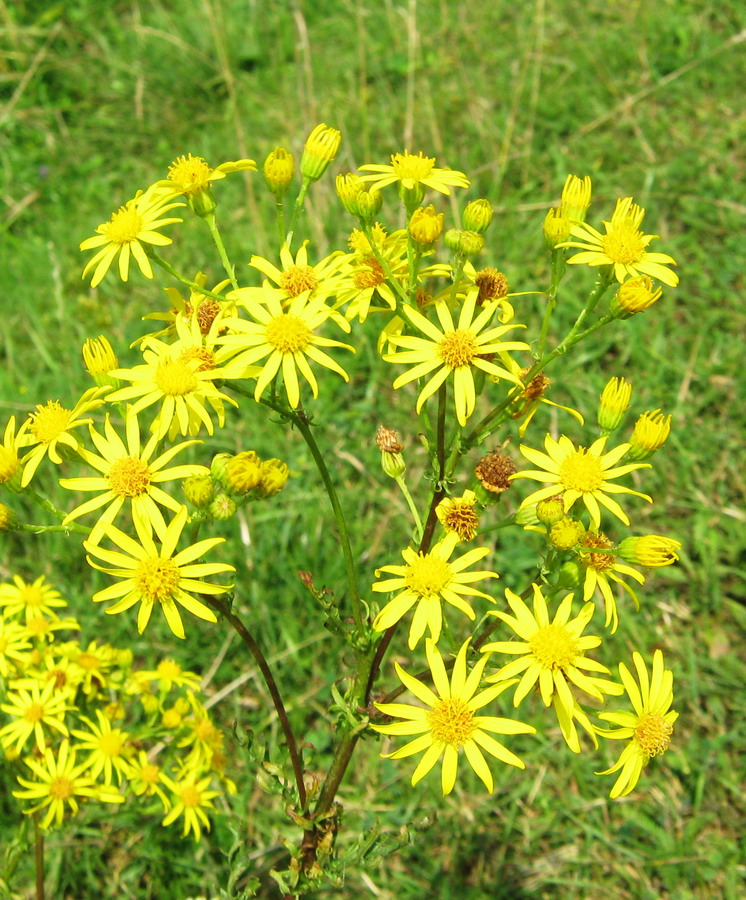 Image of Senecio borysthenicus specimen.