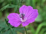 Geranium sanguineum