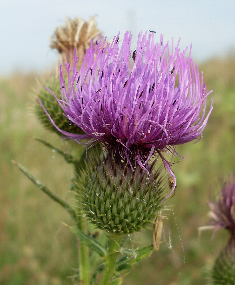 Изображение особи Cirsium serrulatum.