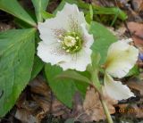 Helleborus caucasicus