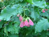 Acer tataricum. Побег с соплодиями. Чувашия, Моргаушский р-н, у дороги к дер. Шомиково, опушка леса. 12.07.2011.