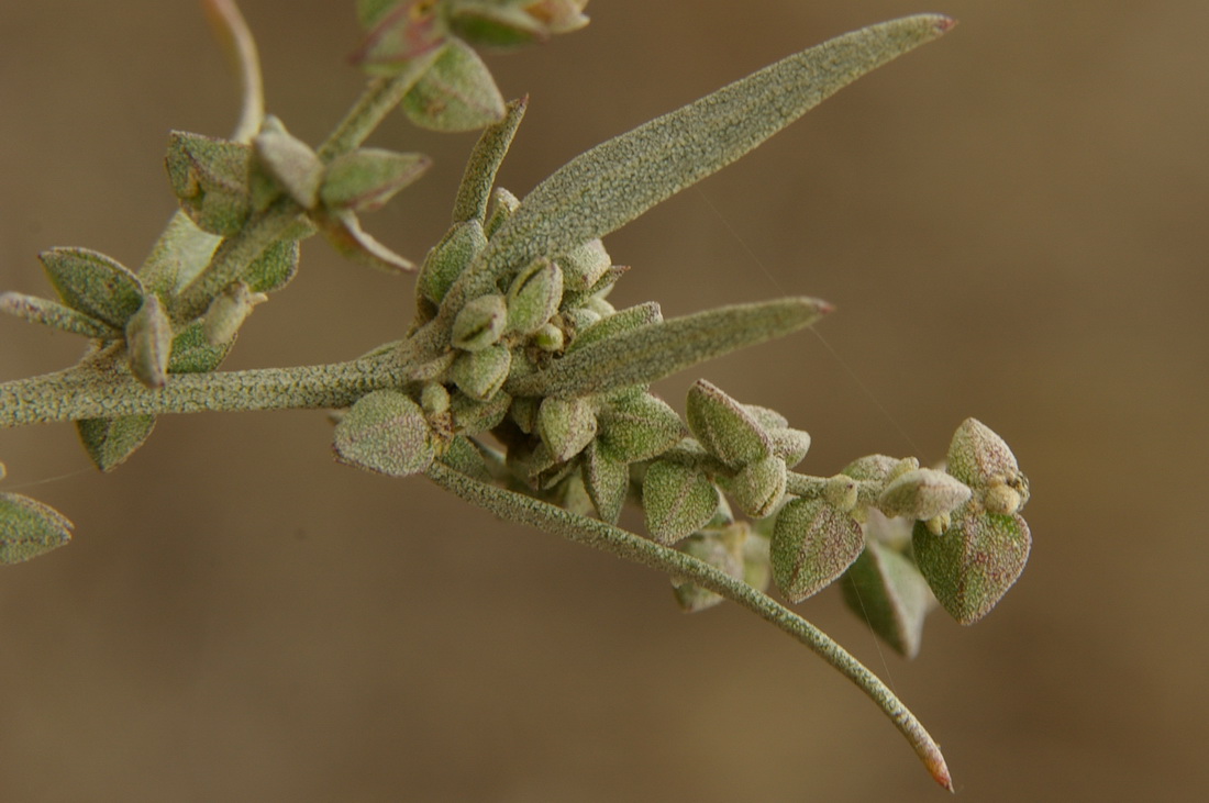 Image of Atriplex oblongifolia specimen.