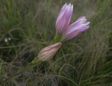 Gentiana pneumonanthe. Верхушка стебля с соцветием (форма с розоватым венчиком). Курская обл., Железногорский р-н, дер. Старый Бузец. ур. Бузский лес, луг. 10 сентября 2008 г.