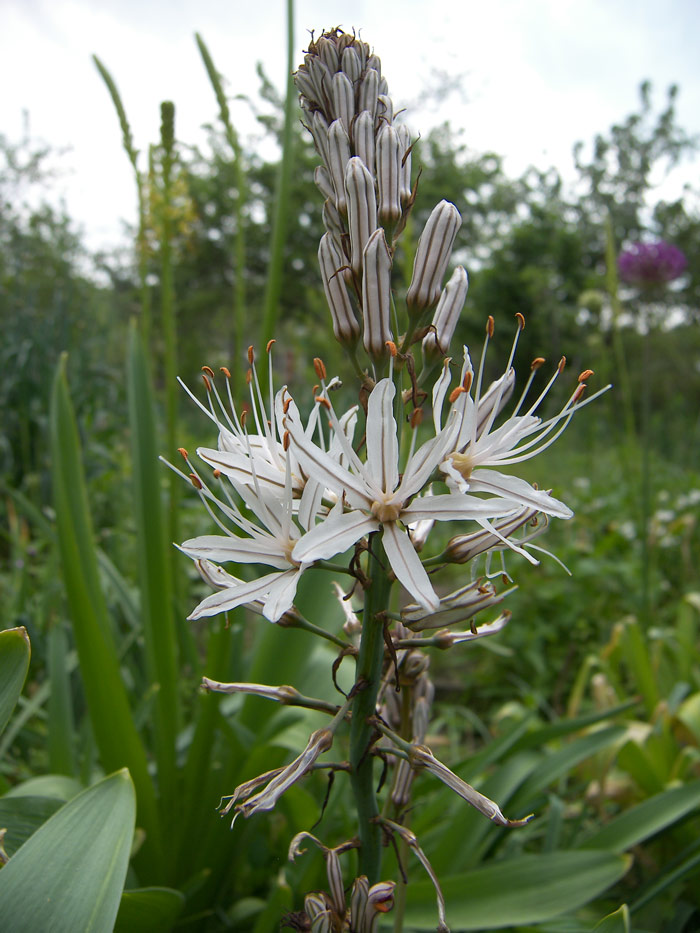 Image of Asphodelus albus specimen.