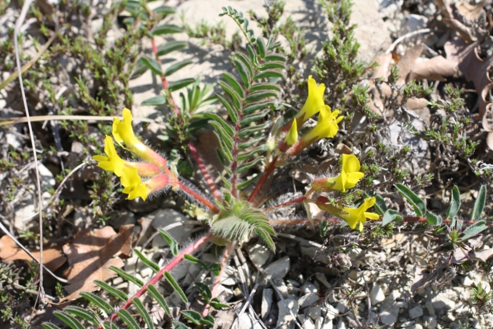 Изображение особи Astragalus utriger.