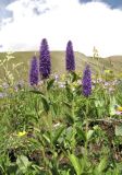 Veronica porphyriana. Верхушки побегов с соцветиями. Респ. Алтай, Кош-Агачский р-н, Курайский хр., руч. Тыдтуярык. 19 июля 2010 г.