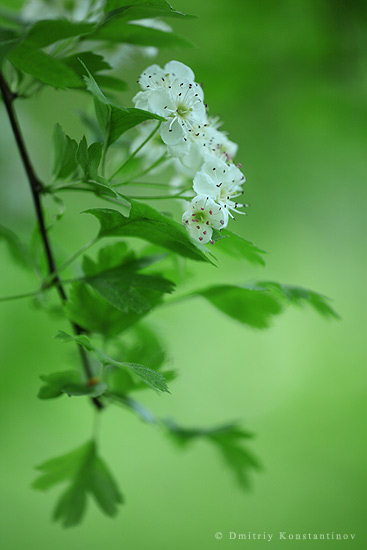 Изображение особи Crataegus monogyna.