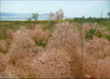 Cotinus coggygria. Части отцвётших соцветий. Краснодарский край, Черноморское побережье Кавказа, г. Новороссийск, окр. Суджукской лагуны, Дендропарк НПИ КубГТУ, в культуре. 12 июня 2010 г.