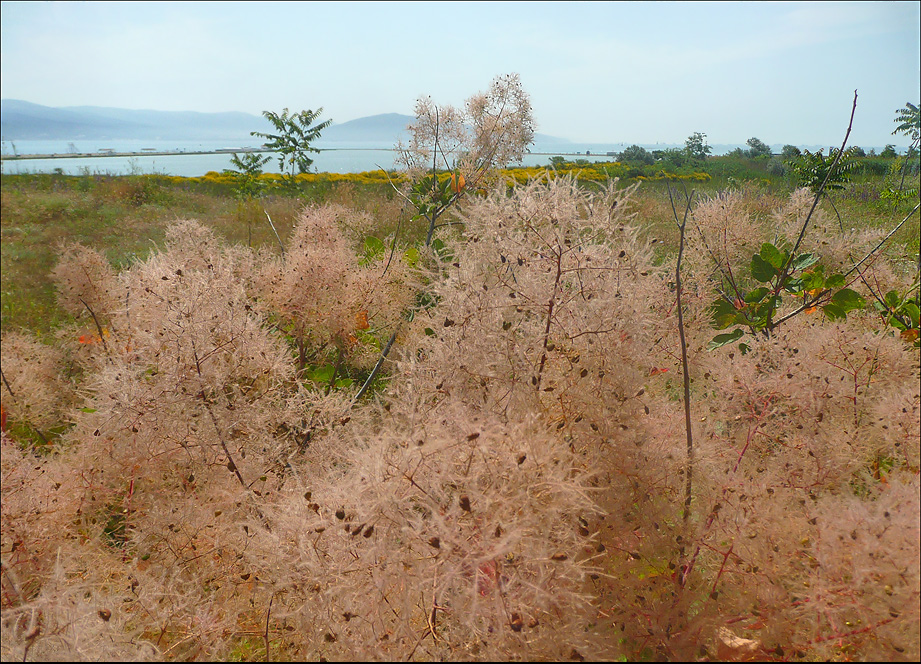 Image of Cotinus coggygria specimen.