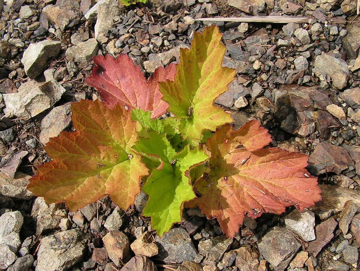 Image of Rubus crataegifolius specimen.