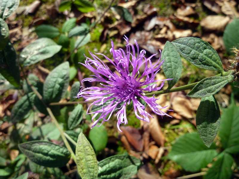 Image of Centaurea salicifolia specimen.