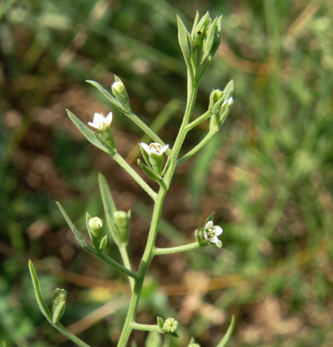 Image of Thesium ramosum specimen.