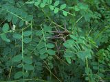 Vicia sylvatica. Плодоносящее растение (семена опали). Курская обл., г. Железногорск, берег вдхр. на р. Погарщина.
