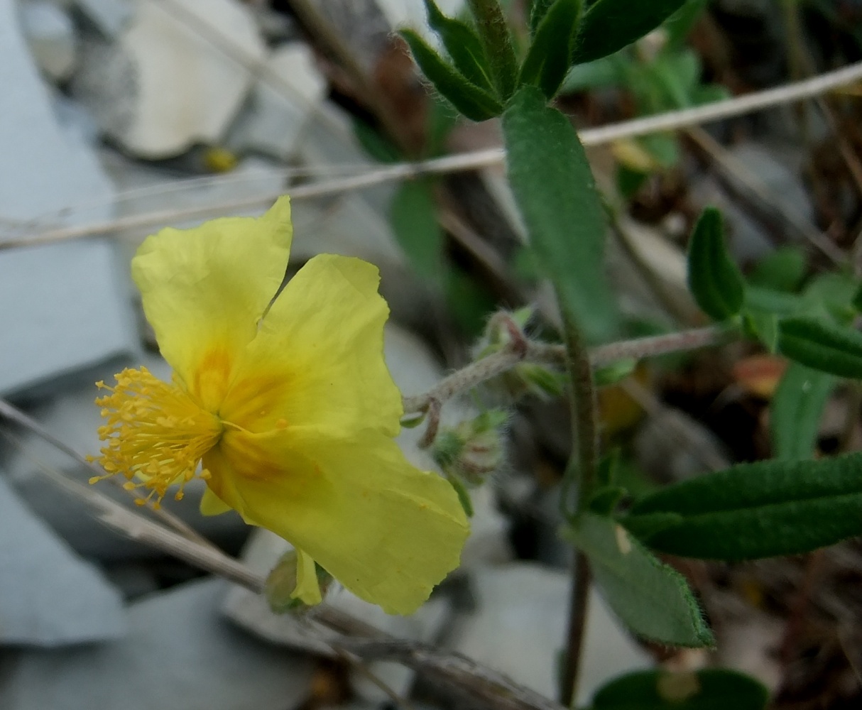 Image of Helianthemum nummularium specimen.