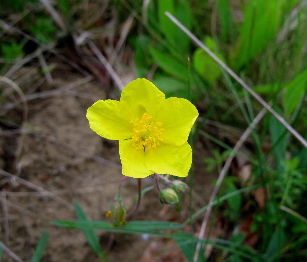 Image of genus Helianthemum specimen.