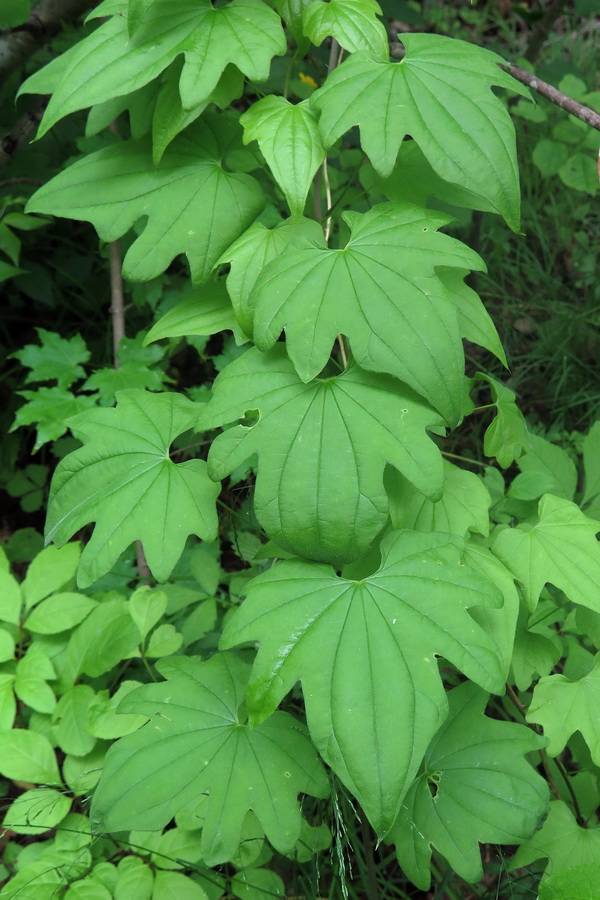 Изображение особи Dioscorea nipponica.