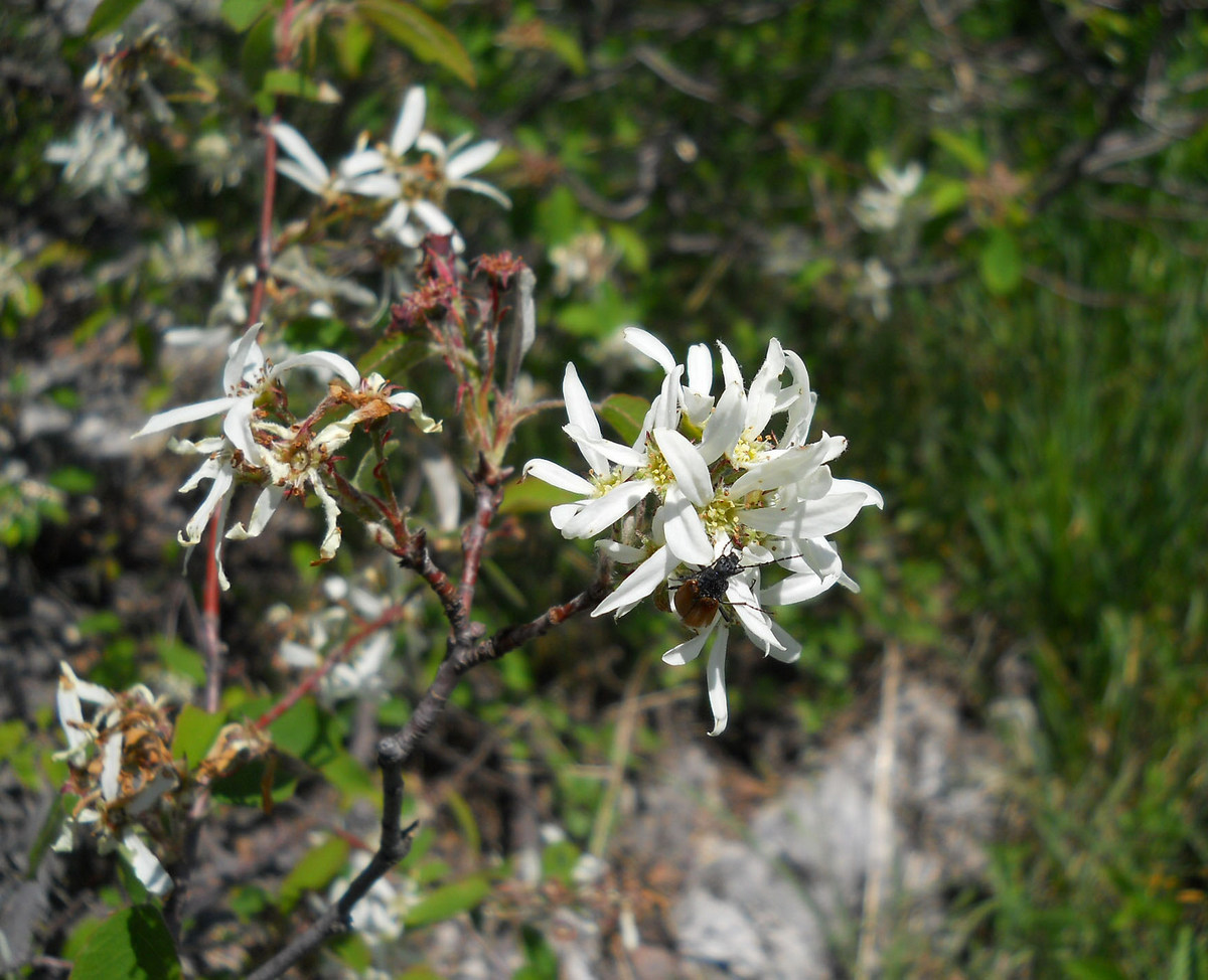 Image of Amelanchier ovalis specimen.