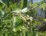 Sorbus taurica