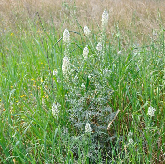 Image of Reseda alba specimen.
