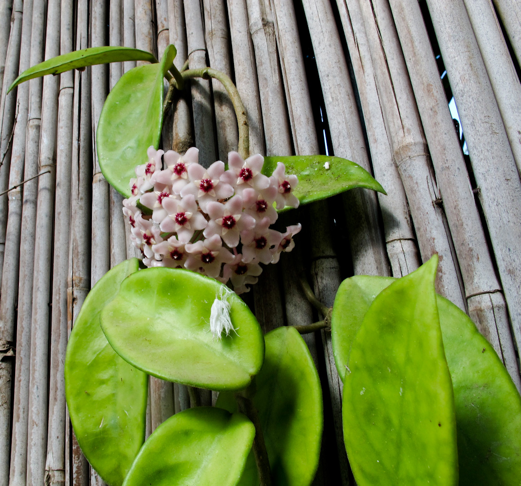 Image of Hoya carnosa specimen.