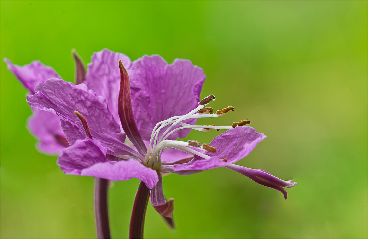 Изображение особи Chamaenerion angustifolium.