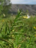 Gratiola officinalis